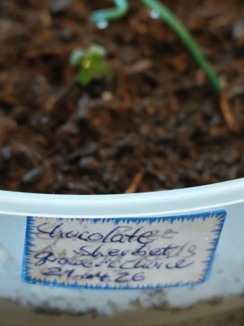 Greenhouse Summer Outdoor Grow 2026. Week 1