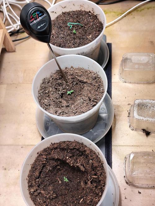 Greenhouse Summer Outdoor Grow 2026. Week 1