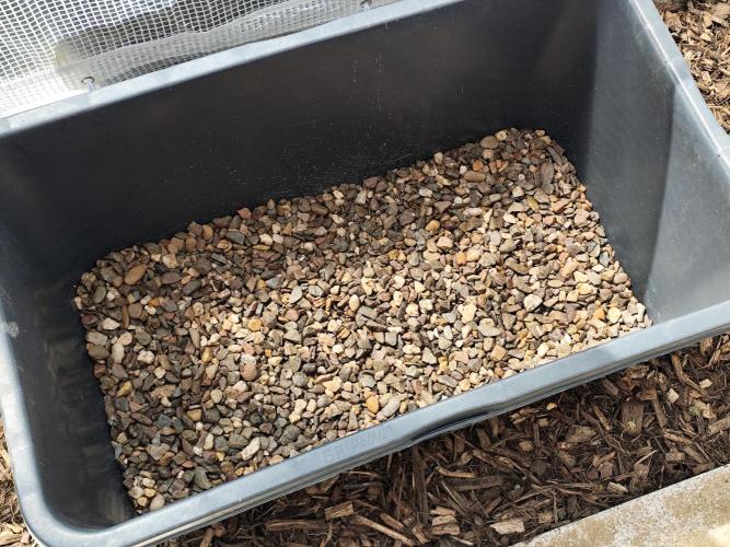Greenhouse Summer Outdoor Grow 2026. Week 1
