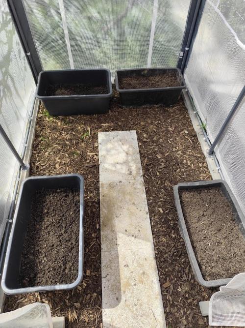 Greenhouse Summer Outdoor Grow 2026. Week 1