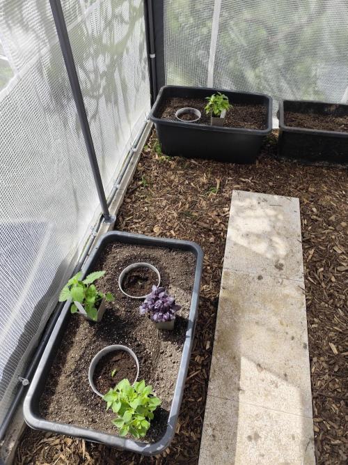 Greenhouse Summer Outdoor Grow 2026. Week 1 - Tag 11