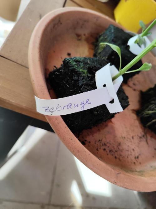 Greenhouse Summer Outdoor Grow 2026. Week 1 - Tag 13