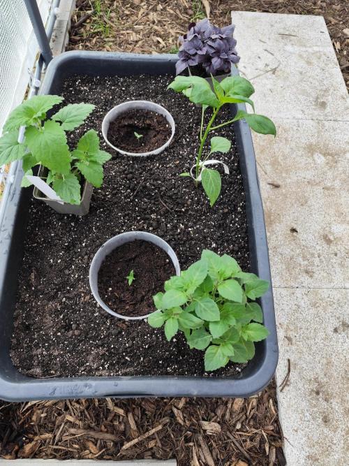 Greenhouse Summer Outdoor Grow 2026. Week 1