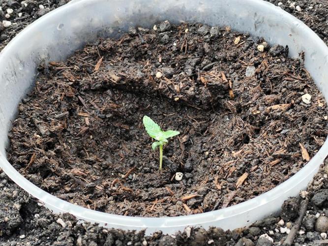 Greenhouse Summer Outdoor Grow 2026. Week 1