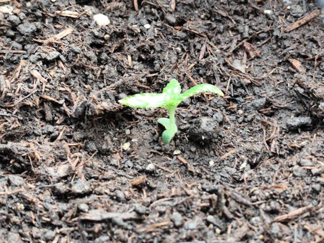 Greenhouse Summer Outdoor Grow 2026. Week 1