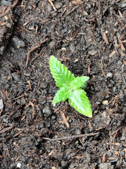 Greenhouse Summer Outdoor Grow 2026. Week 1