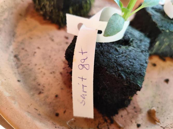 Greenhouse Summer Outdoor Grow 2026. Week 1