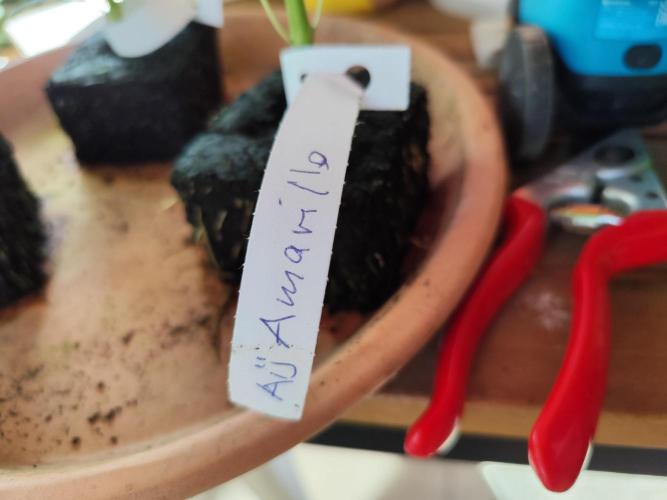 Greenhouse Summer Outdoor Grow 2026. Week 1