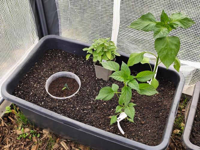 Greenhouse Summer Outdoor Grow 2026. Week 1