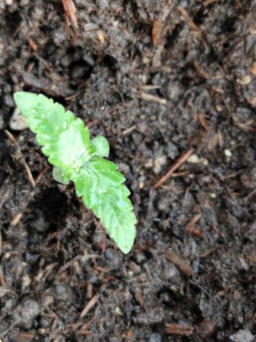 Greenhouse Summer Outdoor Grow 2026. Week 1
