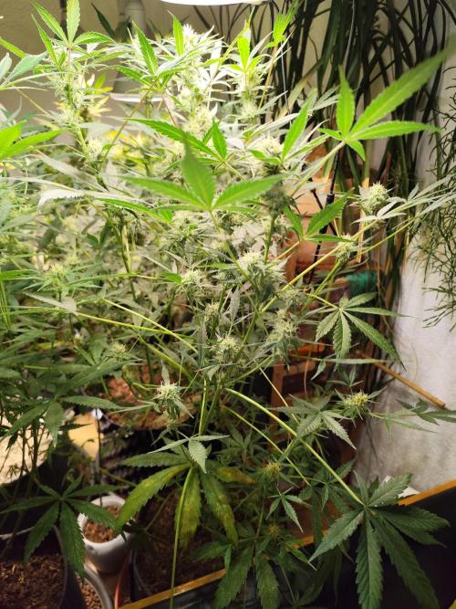 Forbidden Runtz double XL Auto Grower's. Week 9