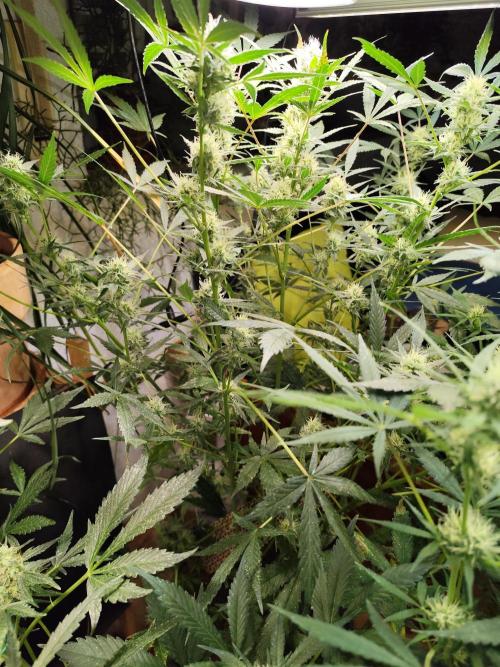 Forbidden Runtz double XL Auto Grower's. Week 9