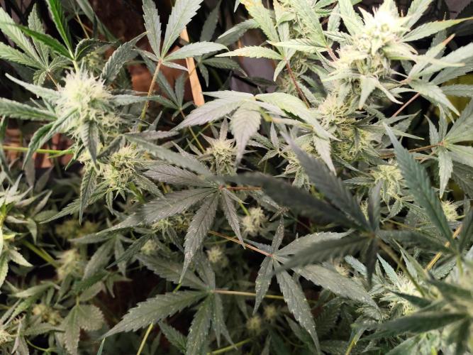 Forbidden Runtz double XL Auto Grower's. Week 9