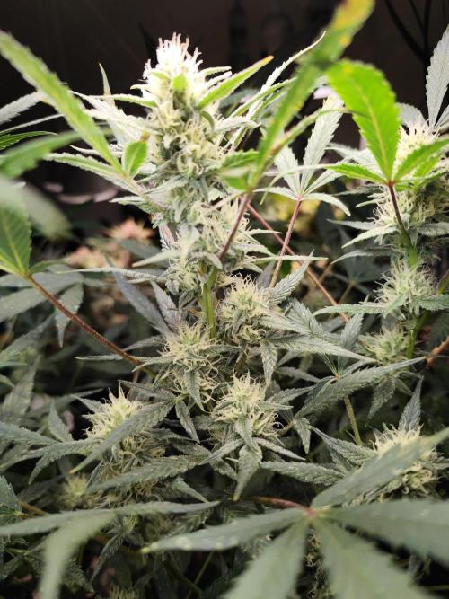 Forbidden Runtz double XL Auto Grower's. Week 9