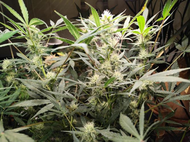 Forbidden Runtz double XL Auto Grower's. Week 9