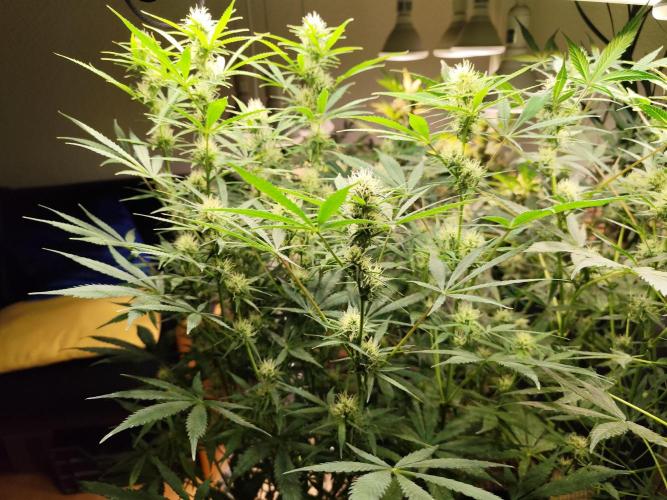 Orange Sherbet Auto von 2Fast4Buds. Week 9