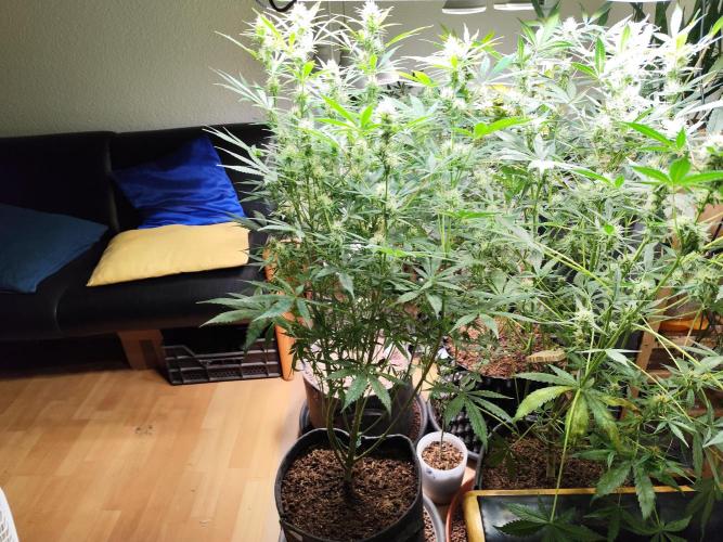 Orange Sherbet Auto von 2Fast4Buds. Week 9