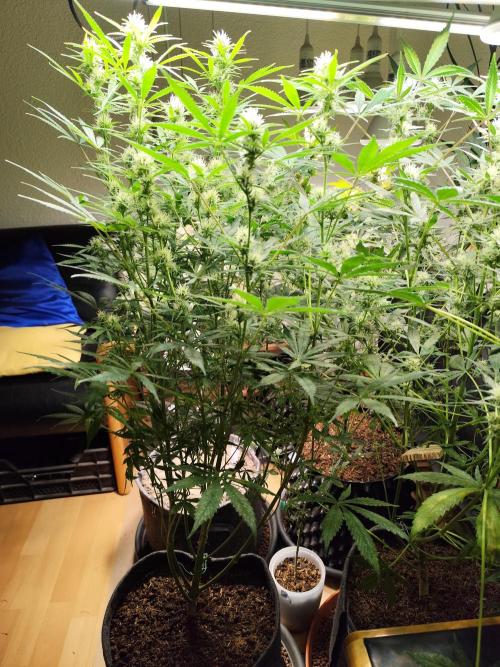 Orange Sherbet Auto von 2Fast4Buds. Week 9