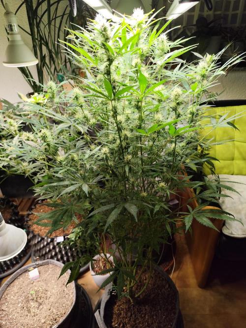 Orange Sherbet Auto von 2Fast4Buds. Week 9