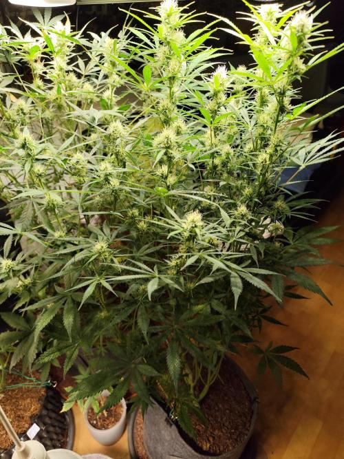Orange Sherbet Auto von 2Fast4Buds. Week 9