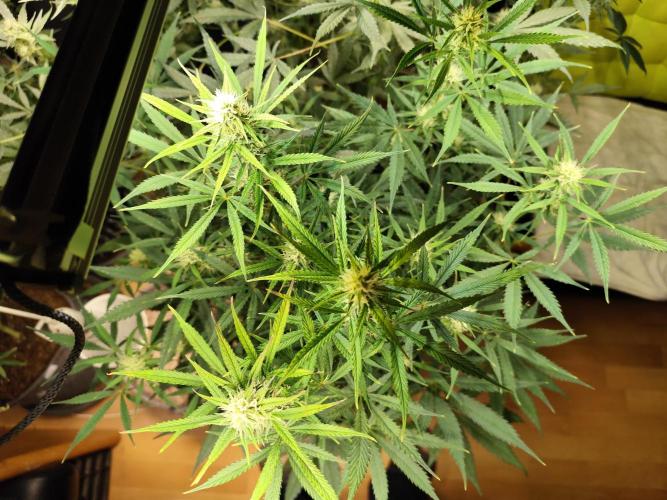 Orange Sherbet Auto von 2Fast4Buds. Week 9