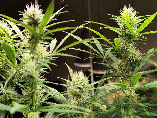 Orange Sherbet Auto von 2Fast4Buds. Week 9