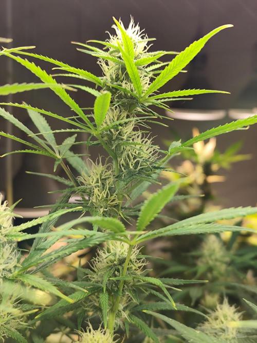 Orange Sherbet Auto von 2Fast4Buds. Week 9