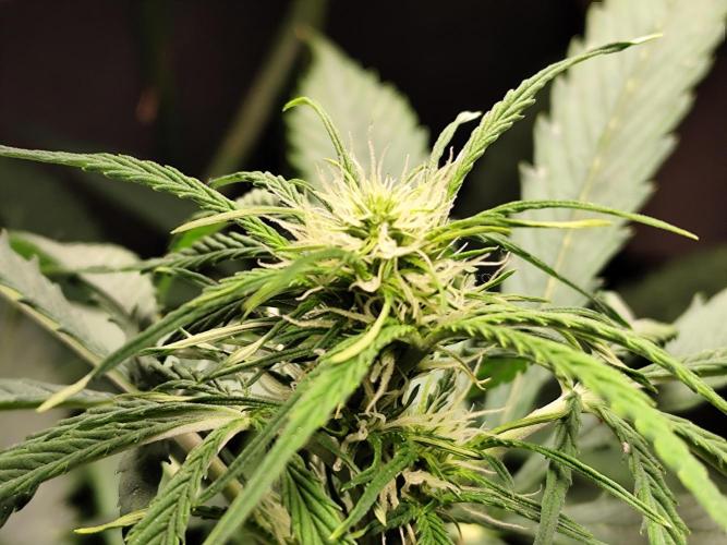 Auto Jack  von Paradise Seeds. Week 9 - Tag 66