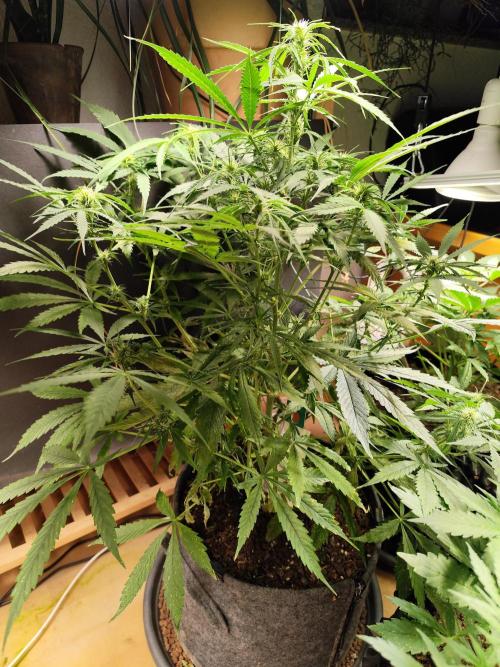Auto Jack  von Paradise Seeds. Week 9