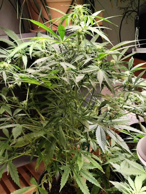 Auto Jack  von Paradise Seeds. Week 9