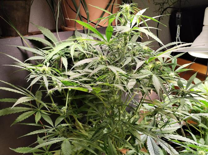 Auto Jack  von Paradise Seeds. Week 9