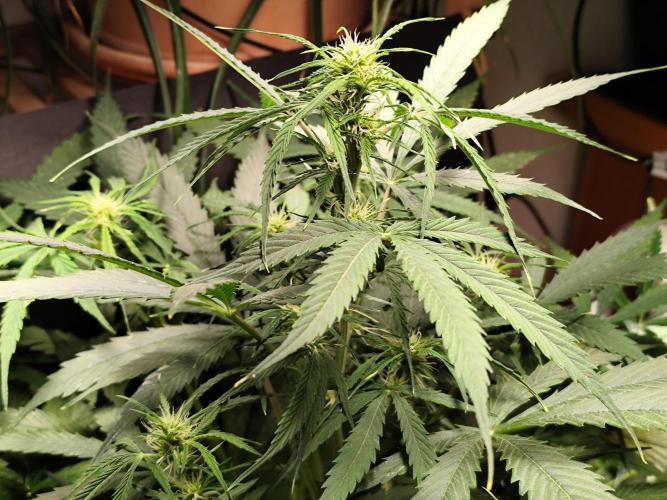 Auto Jack  von Paradise Seeds. Week 9