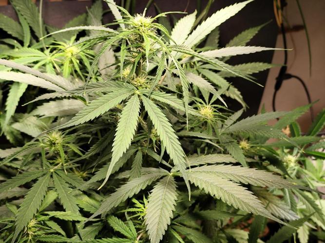 Auto Jack  von Paradise Seeds. Week 9