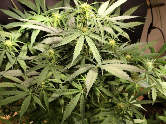 Auto Jack  von Paradise Seeds. Week 9