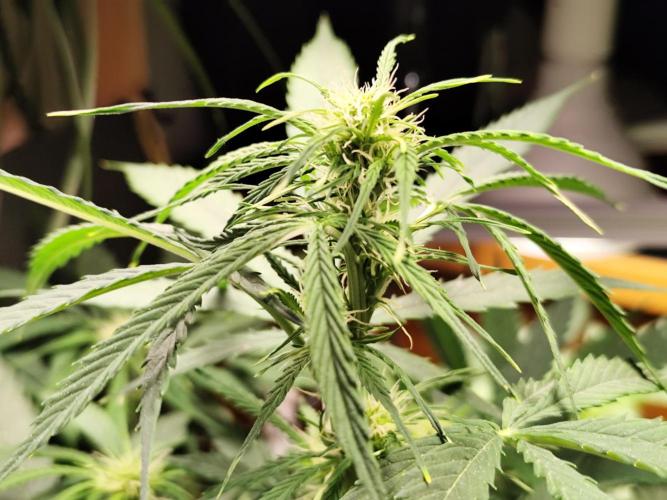 Auto Jack  von Paradise Seeds. Week 9