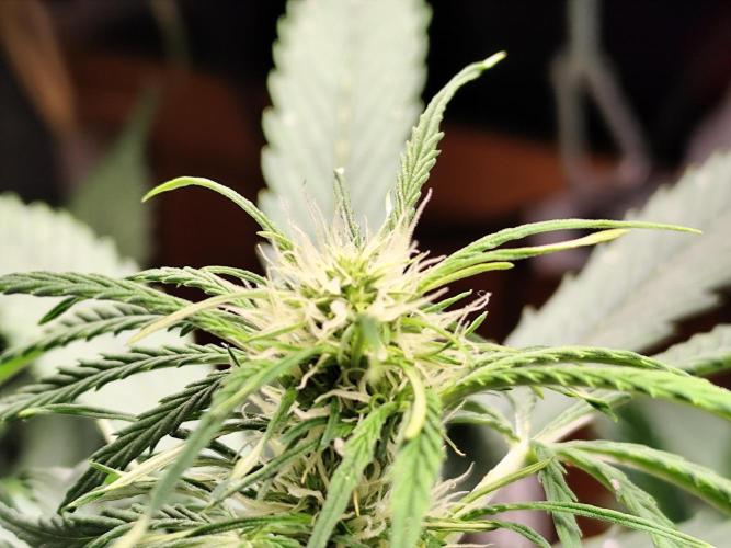 Auto Jack  von Paradise Seeds. Week 9