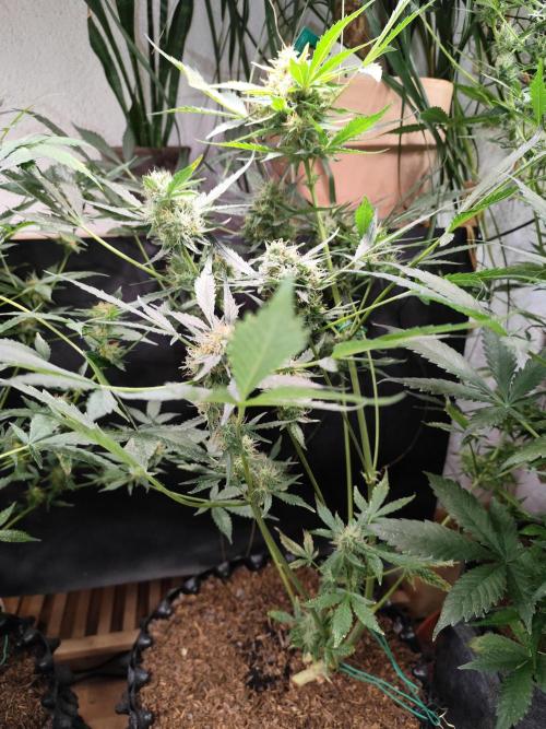 Frostbanger Auto F3 von 2Fast4Buds. Week 9 - Tag 64