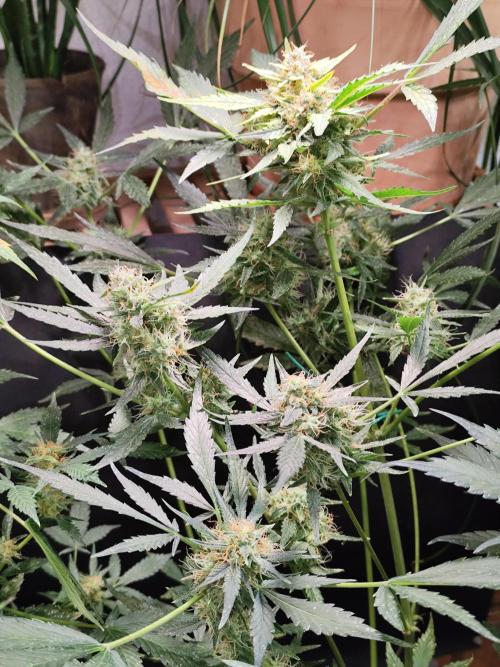 Frostbanger Auto F3 von 2Fast4Buds. Week 9