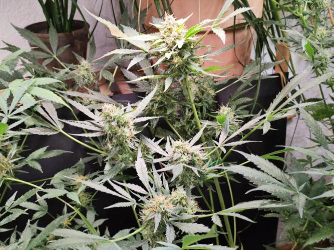 Frostbanger Auto F3 von 2Fast4Buds. Week 9