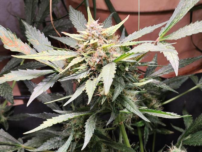 Frostbanger Auto F3 von 2Fast4Buds. Week 9