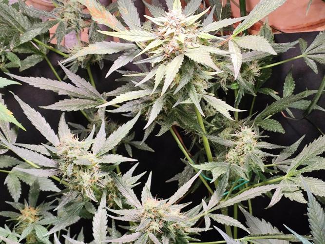 Frostbanger Auto F3 von 2Fast4Buds. Week 9
