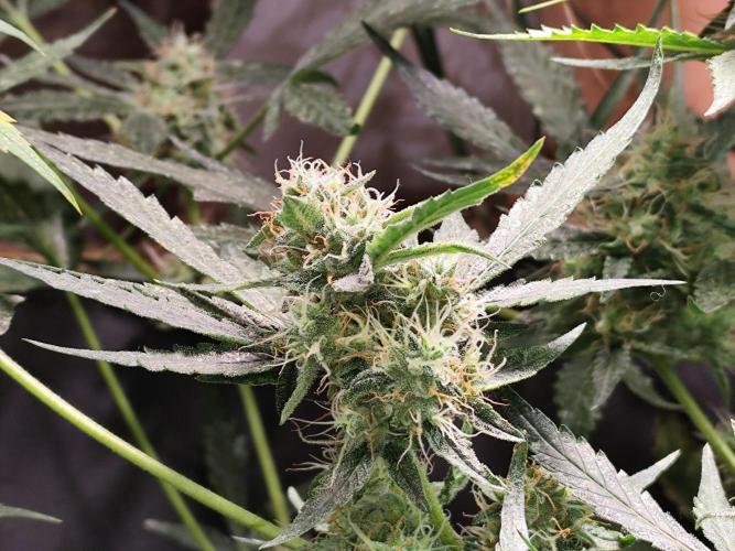 Frostbanger Auto F3 von 2Fast4Buds. Week 9