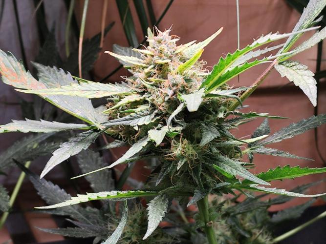 Frostbanger Auto F3 von 2Fast4Buds. Week 9