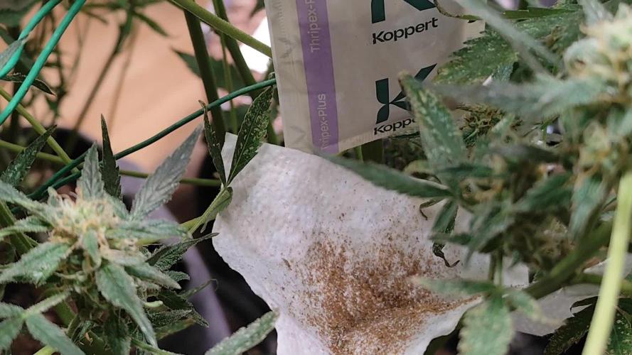 Cafe Racer Autoflower von Blimburn Seeds