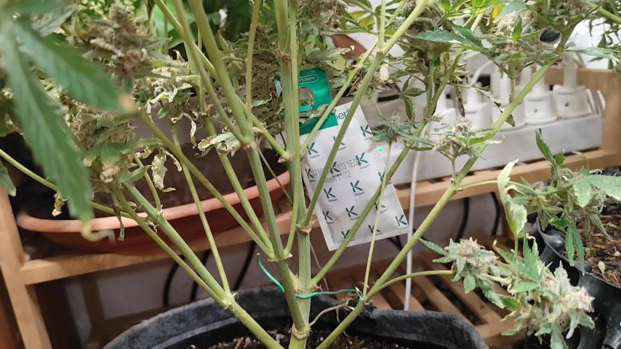 Gorilla Cookies Auto von 2Fast4Buds