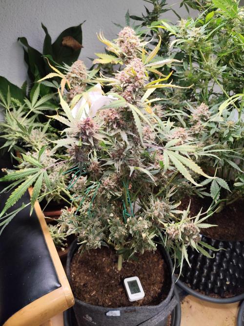 Gorilla Cookies Auto von 2Fast4Buds. Week 14