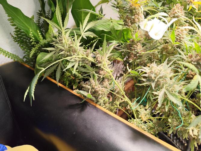 Gorilla Cookies Auto von 2Fast4Buds. Week 14