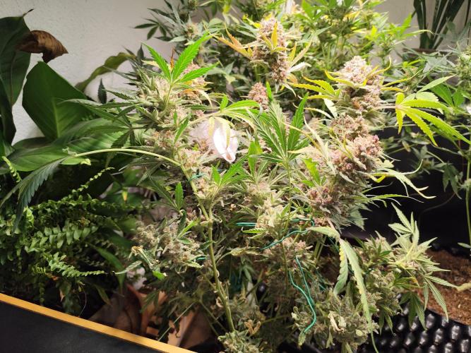 Gorilla Cookies Auto von 2Fast4Buds. Week 14