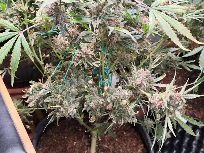 Gorilla Cookies Auto von 2Fast4Buds. Week 14