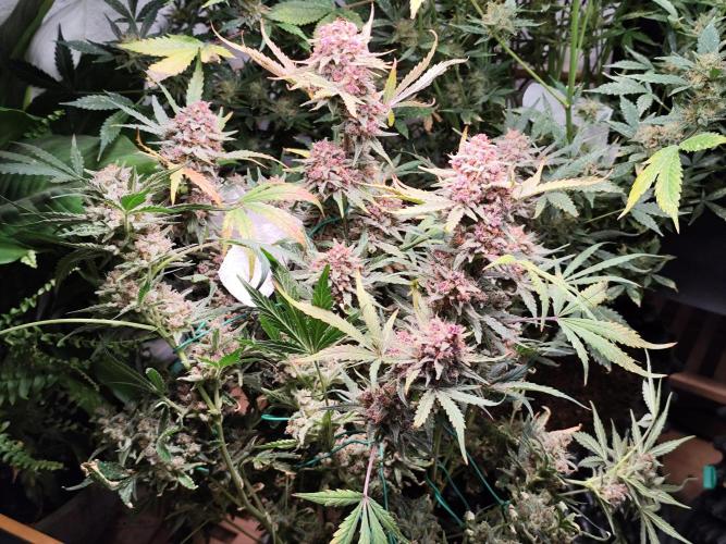Gorilla Cookies Auto von 2Fast4Buds. Week 14